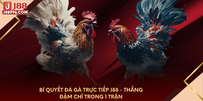 Bí quyết đá gà trực tiếp J88 - thắng đậm chỉ trong 1 trận