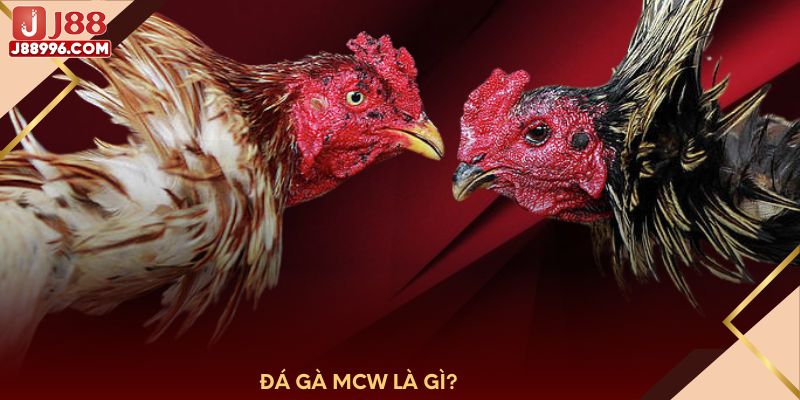 Đá gà MCW là gì?