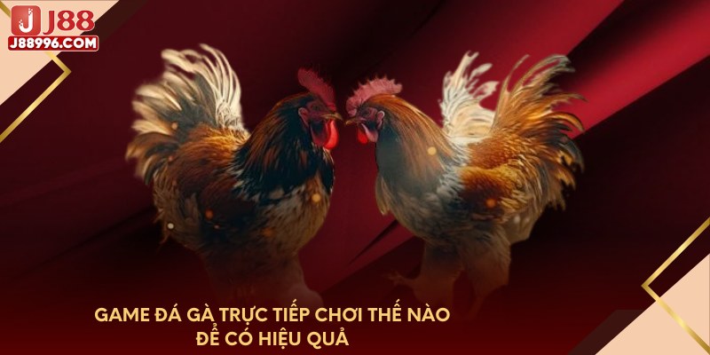 Game đá gà trực tiếp chơi thế nào để có hiệu quả