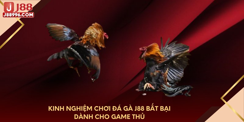 Kinh nghiệm chơi đá gà J88 bất bại dành cho game thủ
