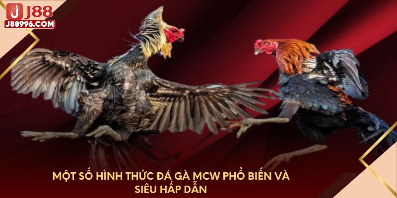Một số hình thức đá gà MCW phổ biến và siêu hấp dẫn