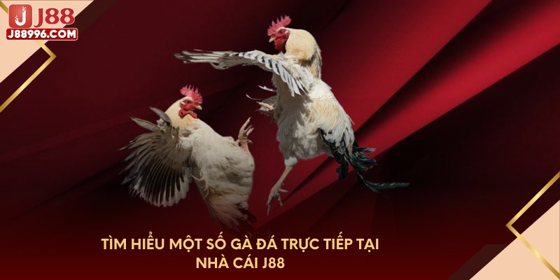 Tìm hiểu một số gà đá trực tiếp tại nhà cái J88