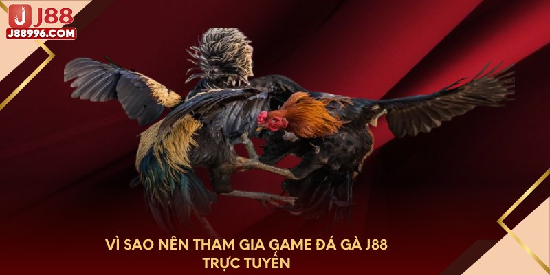 Vì sao nên tham gia game đá gà J88 trực tuyến